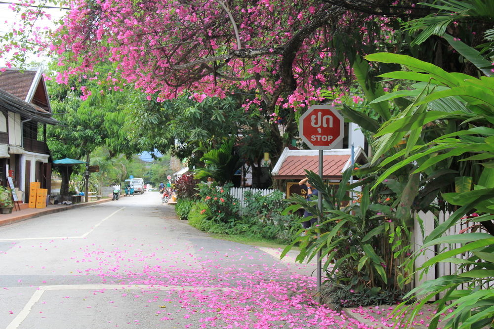 Wisdom Laos Hotel Luang Prabang Eksteriør billede